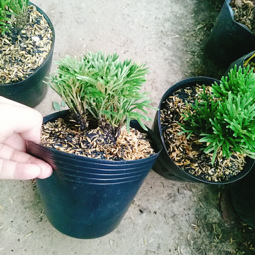 Cây Trường Sinh Thảo - cây cảnh bonsai - caykiengsadec