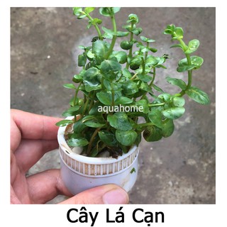 Cây thủy sinh vảy ốc xanh