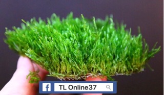 Cước Cột Rêu cây thuỷ sinh [ Siêu Nhỏ 0.2 ]