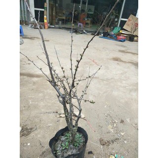 CÂY MAI ĐỎ SIÊU ĐẸP