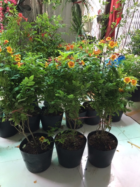 Cây hoa chuông vàng cam siêu hoa