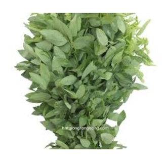 HẠT GIỐNG BỒ NGÓT RD 621