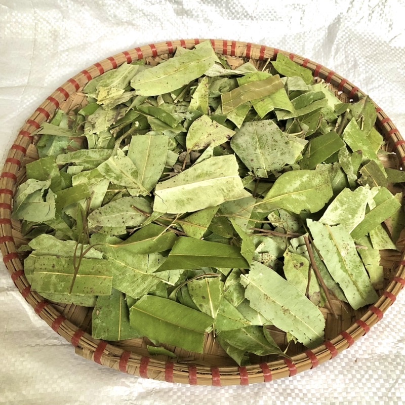 Lá Bạch Đàn Khô (Khuynh Diệp) Tẩy Uế Trừ Khí Xấu Giảm Sự Căng Thẳng Mang Lại Bình An Dùng Xông Nhà Và Tắm