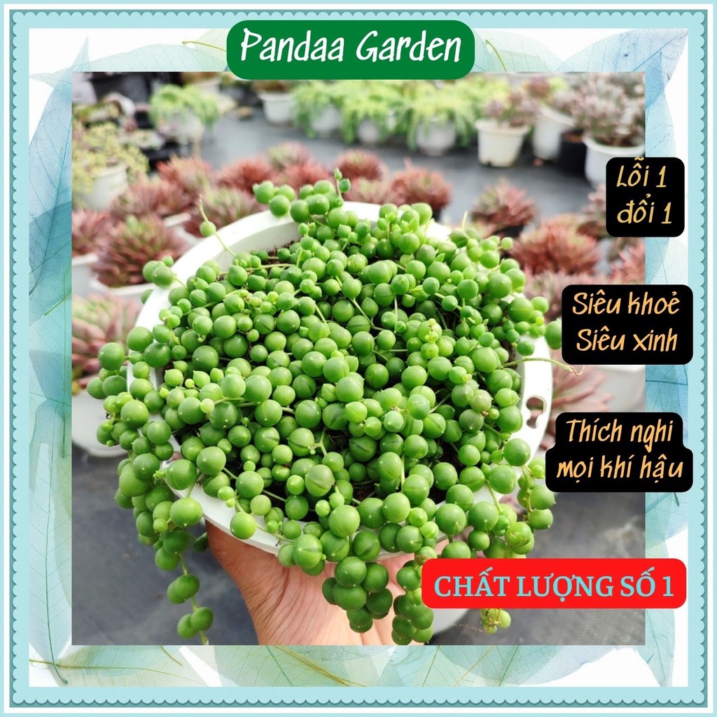 Sen Đá Hạt Ngọc Tròn Size Đại 13-15cm Siêu Đẹp, Vườn Sen Đá PANDAA GARDEN Đà Lạt Đã Thuần Khí Hậu, Lỗi 1 Đổi 1