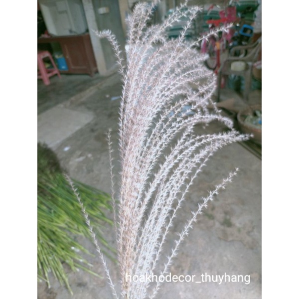 Cỏ bông lau trang trí decor phòng , spa,  hoa khô nhỏ để bàn, chụp hình vintage