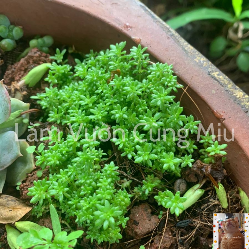 Sen Đá Sedum Xanh 🥗🥗🥗 - Size Bầu