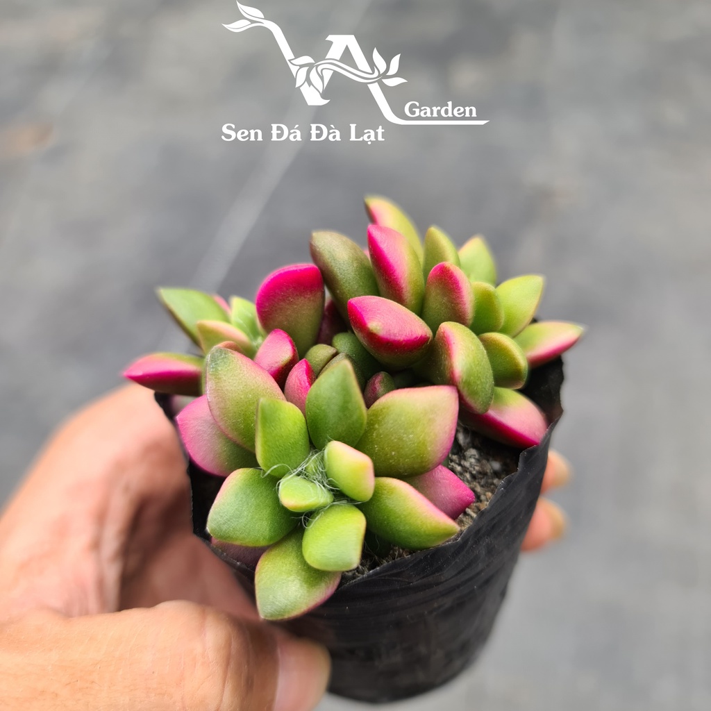 Sen Đá HỒNG SAO size bầu 5-8cm VA Gaden - lỗi 1 đổi 1