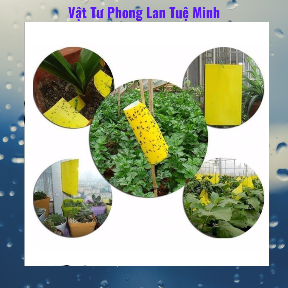 [GIÁ SỐC] Miếng bẫy dính ruồi vàng 15x25cm, 25x30cm