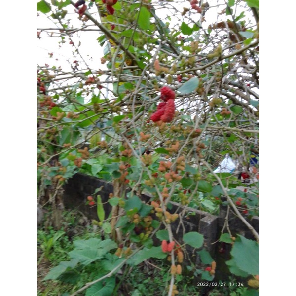 Cây dâu tằm ăn quả/cây giống dâu tằm sai trái