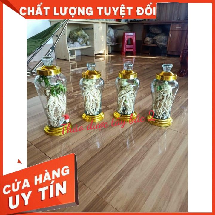 Sâm Dương Quy Tươi  Sìn Hồ 1KG - Lai Châu,Sâm tự nhiên
