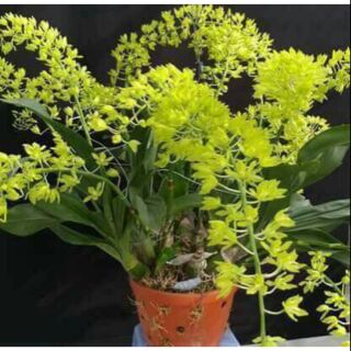Vũ nữ hoàng hậu xanh