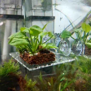 Tấm Nâng Giá Thể Ươm Ráy/ Bucep - Đỡ Vĩ Rêu Acrylic Hít Thành Kính