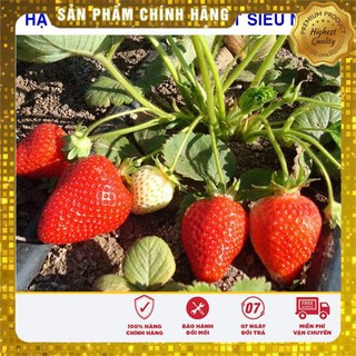 100 Hạt giống Dâu tây đỏ Nhật (tặng gói Kích nẩy mầm và Hướng dẫn) VIETSEED