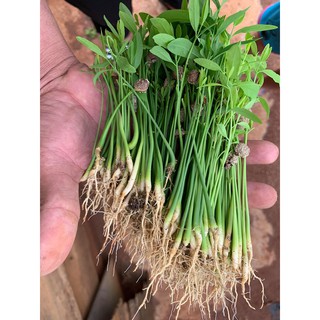 Hạt giống đàn hương trắng