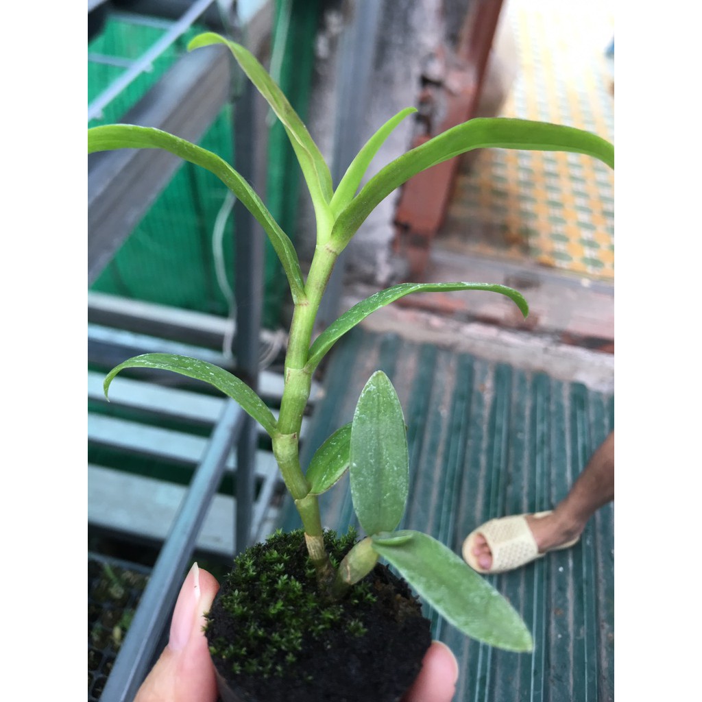 [FREESHIP TỪ 50K] Hoa lan Phi điệp DI LINH NÙ TALI cốc giống