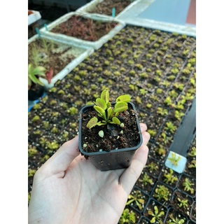 cây bắt mồi,cây bẫy kẹp venus flytrap ( mua 3 tặng 1 pack hạt nắp ấm)