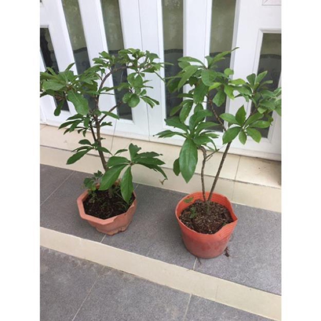 Cây lộc vừng giống lá nhỏ , cây đẹp, giống chuẩn