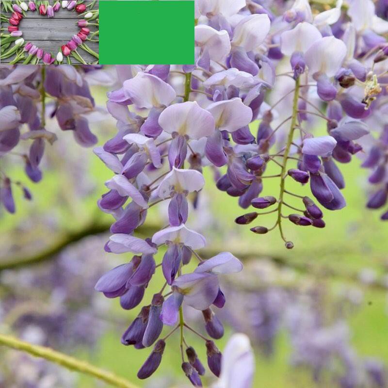 🌟HẠT GIỐNG HOA TỬ ĐẰNG THÂN GỖ🌟 CỰC KÌ ĐẸP GÓI 5 HẠT KHUYẾN MẠI 2 TUẦN SHOP MỚI KHUYẾN MẠI TẾT