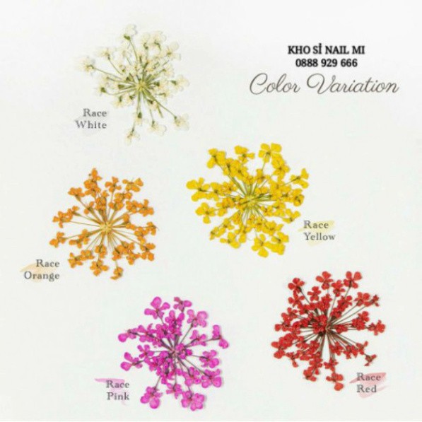 Hoa khô trang trí móng tay - Set 12 màu hoa chùm đắp gel ẩn phong cách Hàn Nhật O86