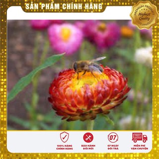 HẠT GIỐNG HOA CÚC BẤT TỬ NHIỀU MÀU