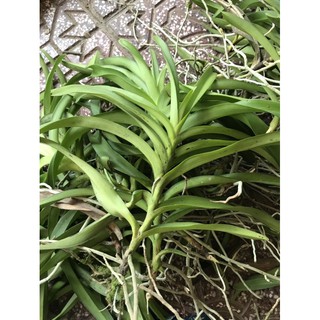 Lan mokara giống - màu đỏ loại 2