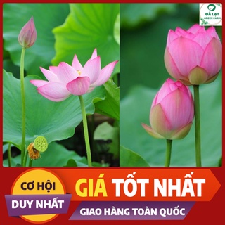 🌷10H_HẠT GIỐNG SEN TA (TÚI ZIP)🌷