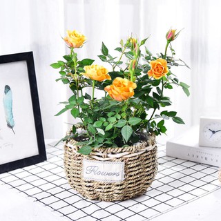 Giỏ cói cắm hoa để bàn D17xH14cm