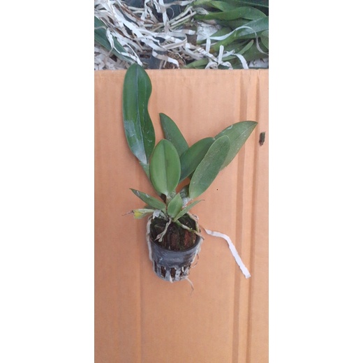 Cattleya Mari’s Song  Hoa Đại