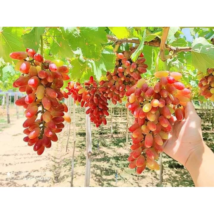 Cây Nho Giống Ngón Tay NH01 - 152 - cam kết có trái 100% dễ trồng