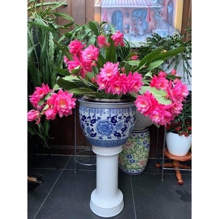 hoa đại Nhật quỳnh(1lá)