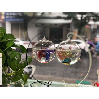Bể Cá Mini Để Bàn trang trí  C33 12 Cỡ To ( Tặng kèm combo phụ kiện trang trí )