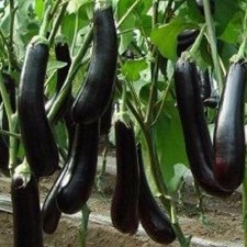 Hạt giống cà tím, Cà Nâu, Cà Giòn
