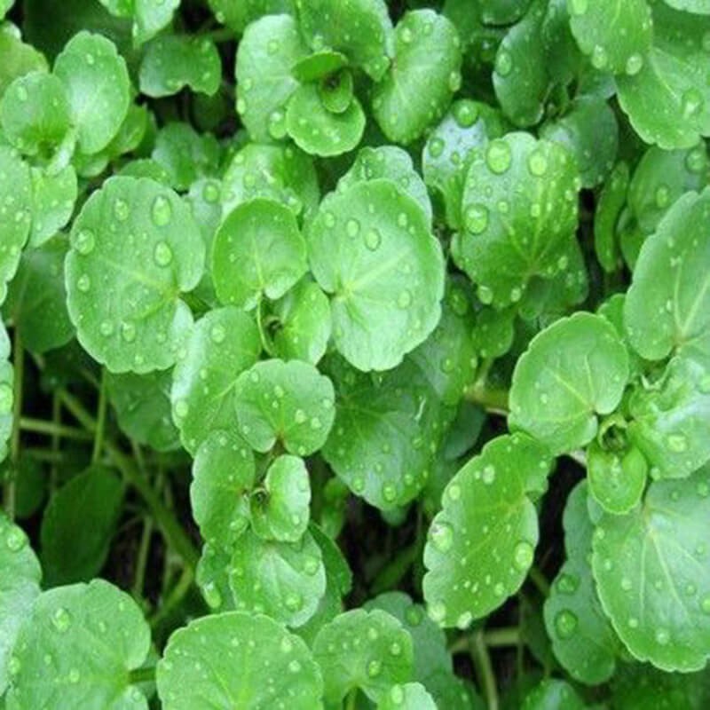 Hạt Giống Xà Lách Xoong 1 Gram