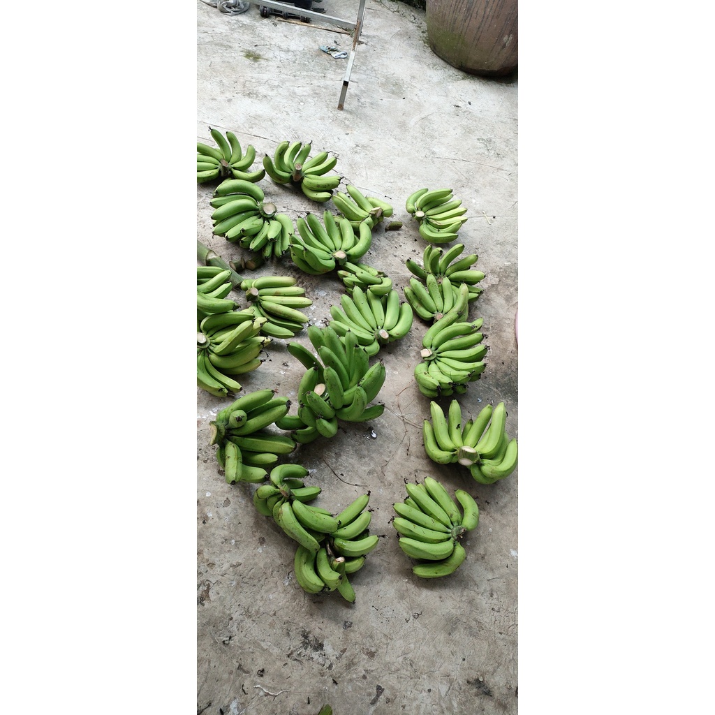 Cây giống chuối  già hương siêu trái .