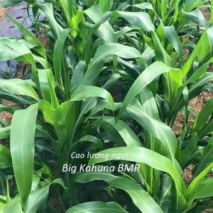Cỏ Super Bmr  - Giống Cỏ Chăn Nuôi Cao Lương F1 Sorghum