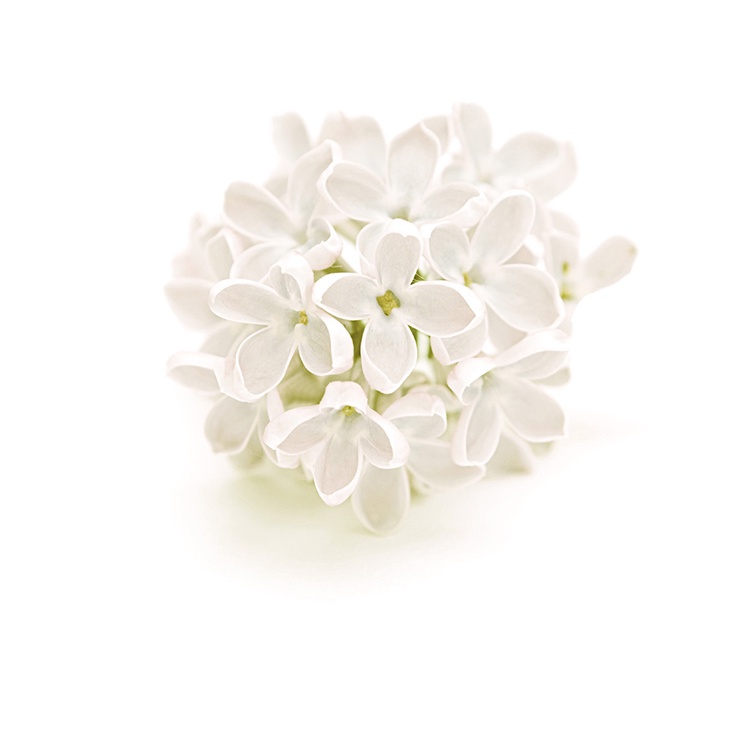 Xịt thơm phòng tự động Glade Refill Hương White Lilac 175g (269ml)