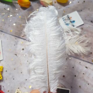 Phụ kiện chụp ảnh lông vũ