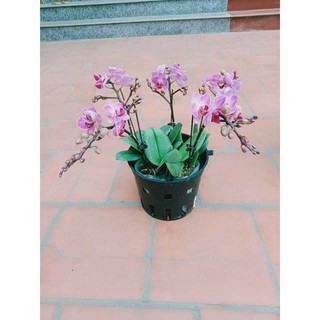 lan hồ điệp sẵn 2 ngồng hoa