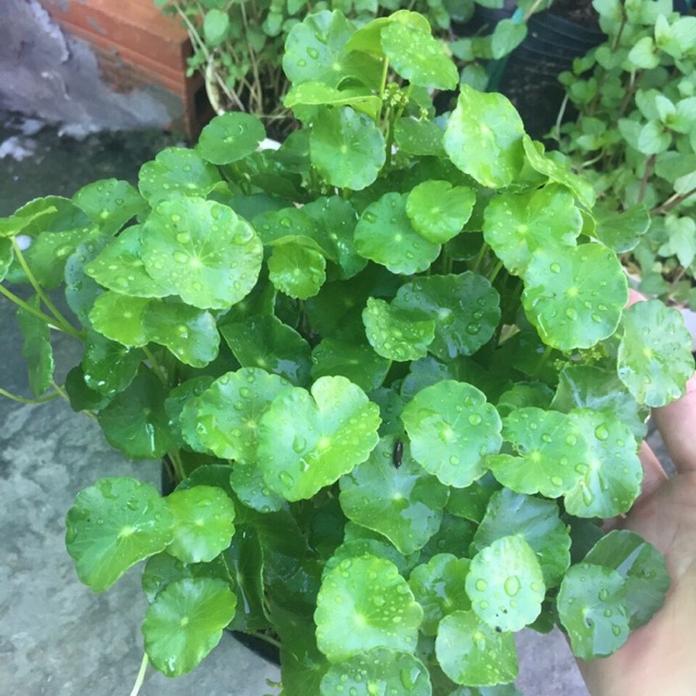 CỎ ĐỒNG TIỀN