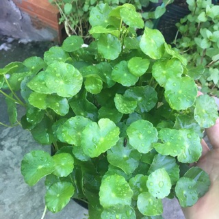 CỎ ĐỒNG TIỀN