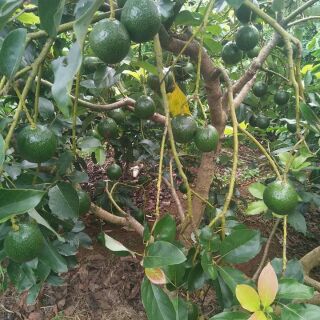 Combo 10kg bơ booth(lâm đồng)