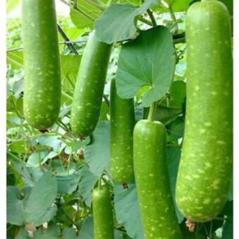 Hạt Giống Bầu Sao Lai F1 RaDo 26  Hạt Giống Rạng Đông