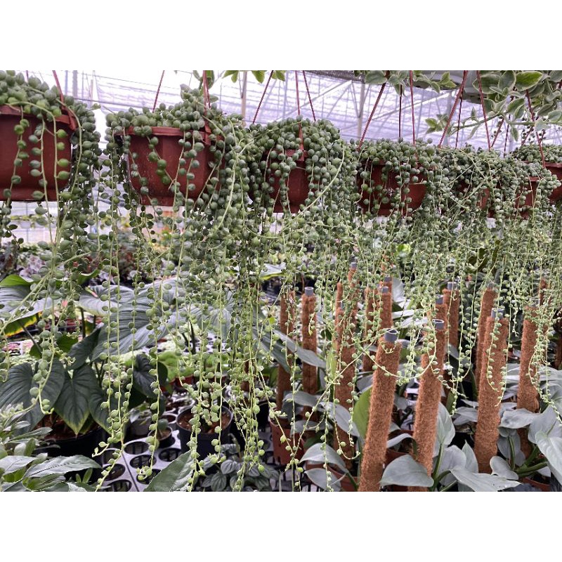 Chậu cứng String of pearl var