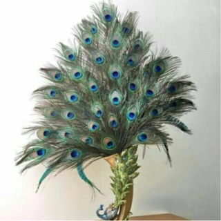 Combo lông công 36 cành loại 80-85cm to đẹp