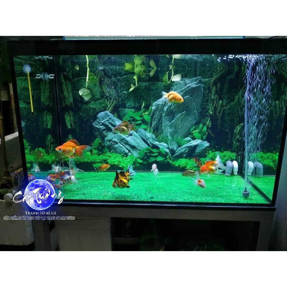 Tranh 3d. tranh dán bể cá thủy sinh, bể cá rồng