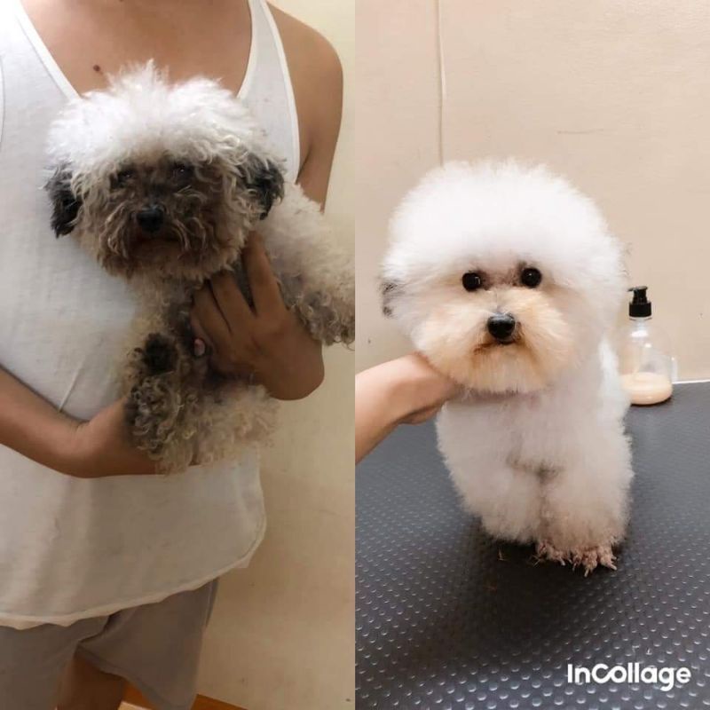 Sạch Ố Lông Cho Chó