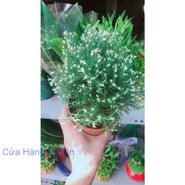 Tùng Bồng Lai