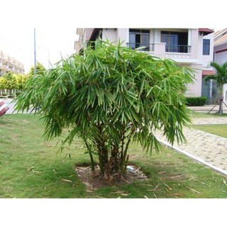 CÂY TRÚC ĐÙI GÀ