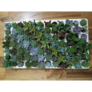 [Sỉ từ 10 cây] Sen đá mini. Mua 10 tặng 1 (chọn cây, cây tặng ngẫu nhiên khác loại)