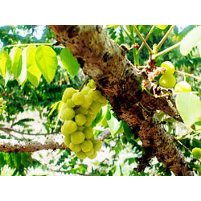 CÂY GIỐNG TRÙM RUỘT SIÊU TRÁI